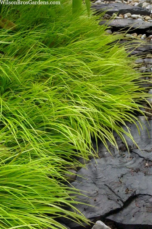 Dwarf Golden Sweet Flag - Acorus Gramineus 'Minimus Aureus' - 5 Pack Of Pint Pots 3 Dwarf Golden Sweet Flag - Acorus Gramineus 'Minimus Aureus' - 5 Pack Of Pint Pots