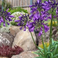 Ever Amethyst Agapanthus (Lily Of The Nile) - 1 Gallon Pot -Outlet Aegis Garden Store agapanthus ever amethyst lily of the nile 10