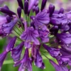 Ever Amethyst Agapanthus (Lily Of The Nile) - 1 Gallon Pot -Outlet Aegis Garden Store agapanthus ever amethyst lily of the nile 11