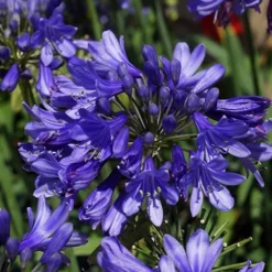 Ever Sapphire Agapanthus - Lily Of The Nile - 1 Gallon Pot -Outlet Aegis Garden Store agapanthus ever sapphire 500x750 1