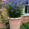 Little Galaxy Agapanthus (Lily Of The Nile) - 1 Gallon Pot 2 Little Galaxy Agapanthus (Lily Of The Nile) - 1 Gallon Pot -Outlet Aegis Garden Store agapanthus little galaxy lily of the nile 4