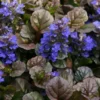 Bronze Beauty Ajuga (Bugleweed) - 10 Pack Of 4" Pint Pots -Outlet Aegis Garden Store ajuga bronze beauty 28 3