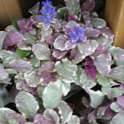 Burgundy Glow Ajuga - Bugleweed - 10 Count Flat Of 4" Pint Pots -Outlet Aegis Garden Store ajuga burgundy glow