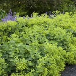 Auslese Lady's Mantle (Alchemilla Mollis) - 1 Gallon Pot -Outlet Aegis Garden Store alchemilla mollis auslese ladys mantle 1