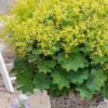 Auslese Lady's Mantle (Alchemilla Mollis) - 1 Gallon Pot -Outlet Aegis Garden Store alchemilla mollis auslese ladys mantle 3