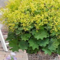 Auslese Lady's Mantle (Alchemilla Mollis) - 1 Gallon Pot
