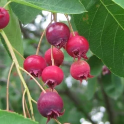 Shadblow Serviceberry Tree (Amelanchier Canadensis) - 5 Gallon Pot -Outlet Aegis Garden Store amelanchier arborea shadblow serviceberry berries 3