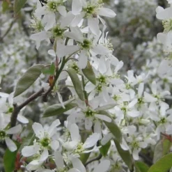 Shadblow Serviceberry Tree (Amelanchier Canadensis) - 5 Gallon Pot -Outlet Aegis Garden Store amelanchier arborea shadblow serviceberry flowers 4