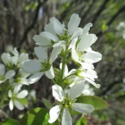 Shadblow Serviceberry Tree (Amelanchier Canadensis) - 5 Gallon Pot -Outlet Aegis Garden Store amelanchier arborea shadblow serviceberry flowers 5