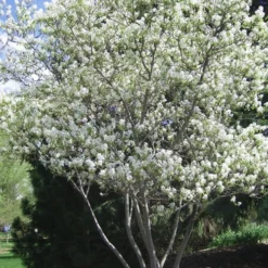 Shadblow Serviceberry Tree (Amelanchier Canadensis) - 5 Gallon Pot -Outlet Aegis Garden Store amelanchier arborea shadblow serviceberry tree 2