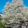 Allegheny Serviceberry Tree (Amelanchier Laevis) - 3 Gallon Pot -Outlet Aegis Garden Store amelanchier laevis allegheny serviceberry 5