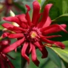 Florida Anise - Illicium Floridanum - 7 Gallon Pot -Outlet Aegis Garden Store anise florida 10 2