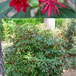 Florida Anise - Illicium Floridanum - 7 Gallon Pot -Outlet Aegis Garden Store anise florida illicium floridanum 500x750 3