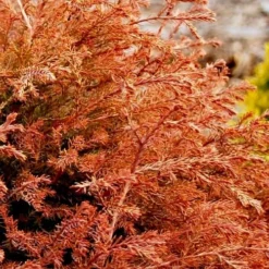 Fire Chief Arborvitae - 2 Gallon Pot -Outlet Aegis Garden Store arborvitae fire chief 13 1