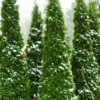 North Pole Arborvitae (Thuja) - 2 Gallon Pot