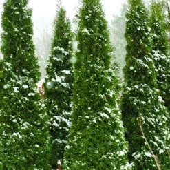North Pole Arborvitae (Thuja) - 2 Gallon Pot
