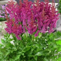 Visions In Red Astilbe - 1 Gallon -Outlet Aegis Garden Store astilbe visions in red 11