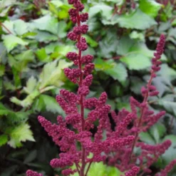 Visions In Red Astilbe - 1 Gallon -Outlet Aegis Garden Store astilbe visions in red 16