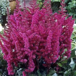 Visions In Red Astilbe - 1 Gallon -Outlet Aegis Garden Store astilbe visions in red 2 800x500 1