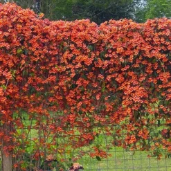 Tangerine Beauty Crossvine Bignonia - 1 Gallon Pot -Outlet Aegis Garden Store bignonia capreolata tangerine beauty crossvine 101