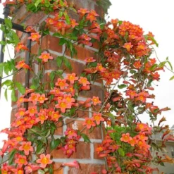 Tangerine Beauty Crossvine Bignonia - 1 Gallon Pot -Outlet Aegis Garden Store bignonia capreolata tangerine beauty crossvine 102
