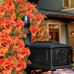 Tangerine Beauty Crossvine Bignonia - 1 Gallon Pot -Outlet Aegis Garden Store bignonia capreolata tangerine beauty crossvine 105