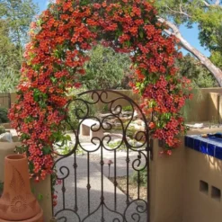 Tangerine Beauty Crossvine Bignonia - 1 Gallon Pot -Outlet Aegis Garden Store bignonia capreolata tangerine beauty crossvine 110