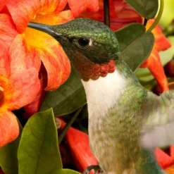 Tangerine Beauty Crossvine Bignonia - 1 Gallon Pot -Outlet Aegis Garden Store bignonia capreolata tangerine beauty crossvine 111