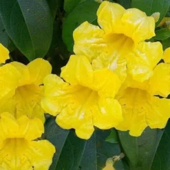 Yellow Crossvine (Bignonia) - 1 Gallon Pot -Outlet Aegis Garden Store bignonia capreolata yellow crossvine 1