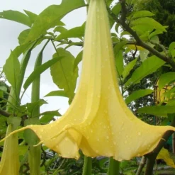 Yellow Angel's Trumpet (Brugmansia) - 1 Gallon Pot -Outlet Aegis Garden Store brugmansia candida yellow angels trumpet 1