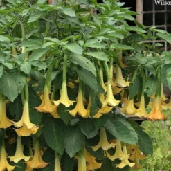 Yellow Angel's Trumpet (Brugmansia) - 1 Gallon Pot -Outlet Aegis Garden Store brugmansia candida yellow angels trumpet 4