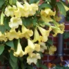 Yellow Angel's Trumpet (Brugmansia) - 1 Gallon Pot -Outlet Aegis Garden Store brugmansia candida yellow angels trumpet 6