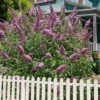Pink Delight Butterfly Bush - 3 Gallon Pot -Outlet Aegis Garden Store buddleia davidii pink delight butterfly bush 101 1