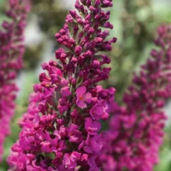 Summer Sips 'Sangria' Dwarf Butterfly Bush - 3 Gallon Pot