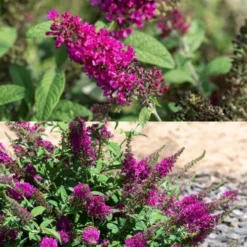 Summer Sips 'Sangria' Dwarf Butterfly Bush - 3 Gallon Pot -Outlet Aegis Garden Store buddleia summer sips sangria dwarf butterfly bush 2