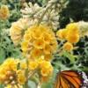 Honeycomb Yellow Butterfly Bush - 1 Gallon Pot -Outlet Aegis Garden Store buddleia weyeriana honeycomb yellow butterfly bush 101