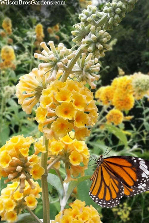 Honeycomb Yellow Butterfly Bush - 1 Gallon Pot 3 Honeycomb Yellow Butterfly Bush - 1 Gallon Pot