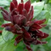 Simply Scentsational Sweetshrub (Calycanthus ) - 2 Gallon Pot -Outlet Aegis Garden Store calycanthus simply scentsational sweet shrub 13
