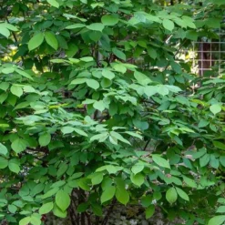 Simply Scentsational Sweetshrub (Calycanthus ) - 2 Gallon Pot -Outlet Aegis Garden Store calycanthus simply scentsational sweet shrub 14