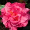 Scentsation Fragrant Camellia Japonica - 1 Gallon Pot -Outlet Aegis Garden Store camellia scenstation jw 2 thumbnail