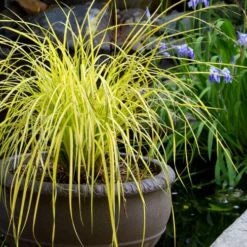 Evercolor Everillo Carex - 6 Pack Of 1 Gallon Pots -Outlet Aegis Garden Store carex everillo 24