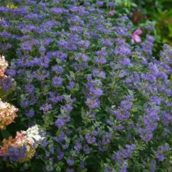 Beyond Midnight Blue Mist Shrub (Caryopteris) - 3 Gallon Pot -Outlet Aegis Garden Store caryopteris beyond midnight blue mist shrub 1