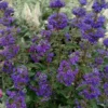 Beyond Midnight Blue Mist Shrub (Caryopteris) - 3 Gallon Pot -Outlet Aegis Garden Store caryopteris beyond midnight blue mist shrub 10