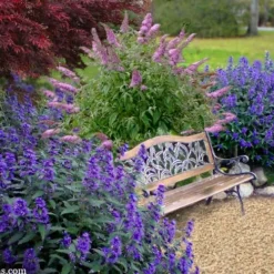 Beyond Midnight Blue Mist Shrub (Caryopteris) - 3 Gallon Pot -Outlet Aegis Garden Store caryopteris beyond midnight blue mist shrub 7