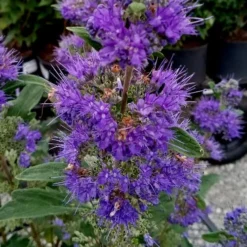 Beyond Midnight Blue Mist Shrub (Caryopteris) - 3 Gallon Pot -Outlet Aegis Garden Store caryopteris beyond midnight blue mist shrub 9