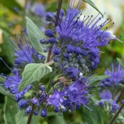 Dark Knight Blue Mist Shrub (Caryopteris) - 1 Gallon Pot -Outlet Aegis Garden Store caryopteris clandonensis dark knight blue mist shrub 3