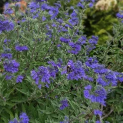 Dark Knight Blue Mist Shrub (Caryopteris) - 1 Gallon Pot -Outlet Aegis Garden Store caryopteris clandonensis dark knight blue mist shrub 6