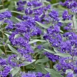 Dark Knight Blue Mist Shrub (Caryopteris) - 1 Gallon Pot -Outlet Aegis Garden Store caryopteris clandonensis dark knight blue mist shrub 7