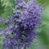 Longwood Blue Blue Mist Shrub (Caryopteris) - 3 Gallon Pot -Outlet Aegis Garden Store caryopteris clandonensis longwood blue blue mist shrub 1 1