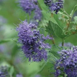Longwood Blue Blue Mist Shrub (Caryopteris) - 3 Gallon Pot -Outlet Aegis Garden Store caryopteris clandonensis longwood blue blue mist shrub 3 1